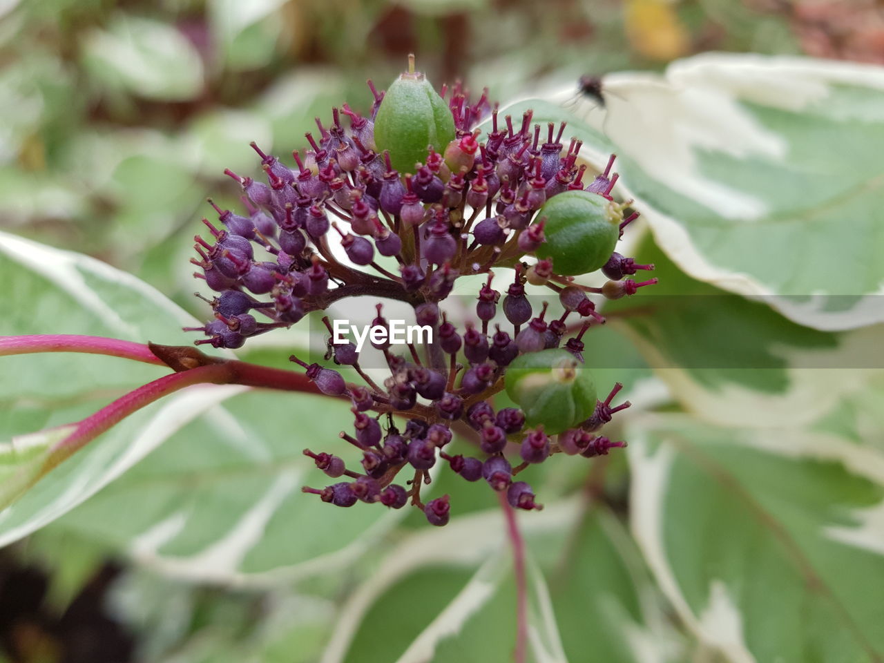 CLOSE-UP OF PURPLE FLOWER PLANT