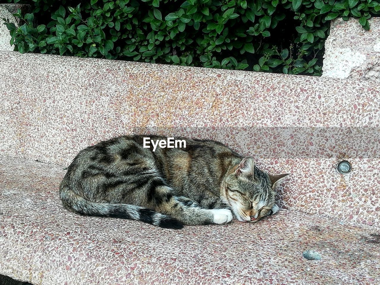 High angle view of cat sleeping