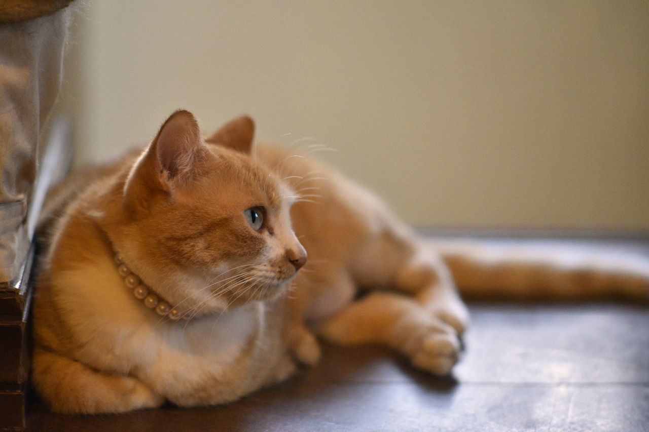 Close-up of cat sitting at home