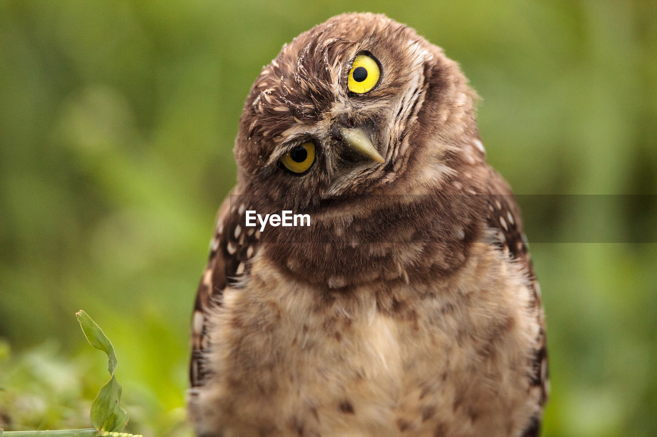 Funny burrowing owl athene cunicularia tilts its head outside its burrow on marco island, florida