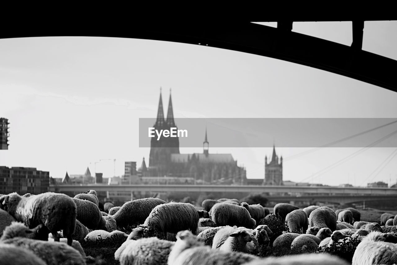 Sheeps in front of cologne