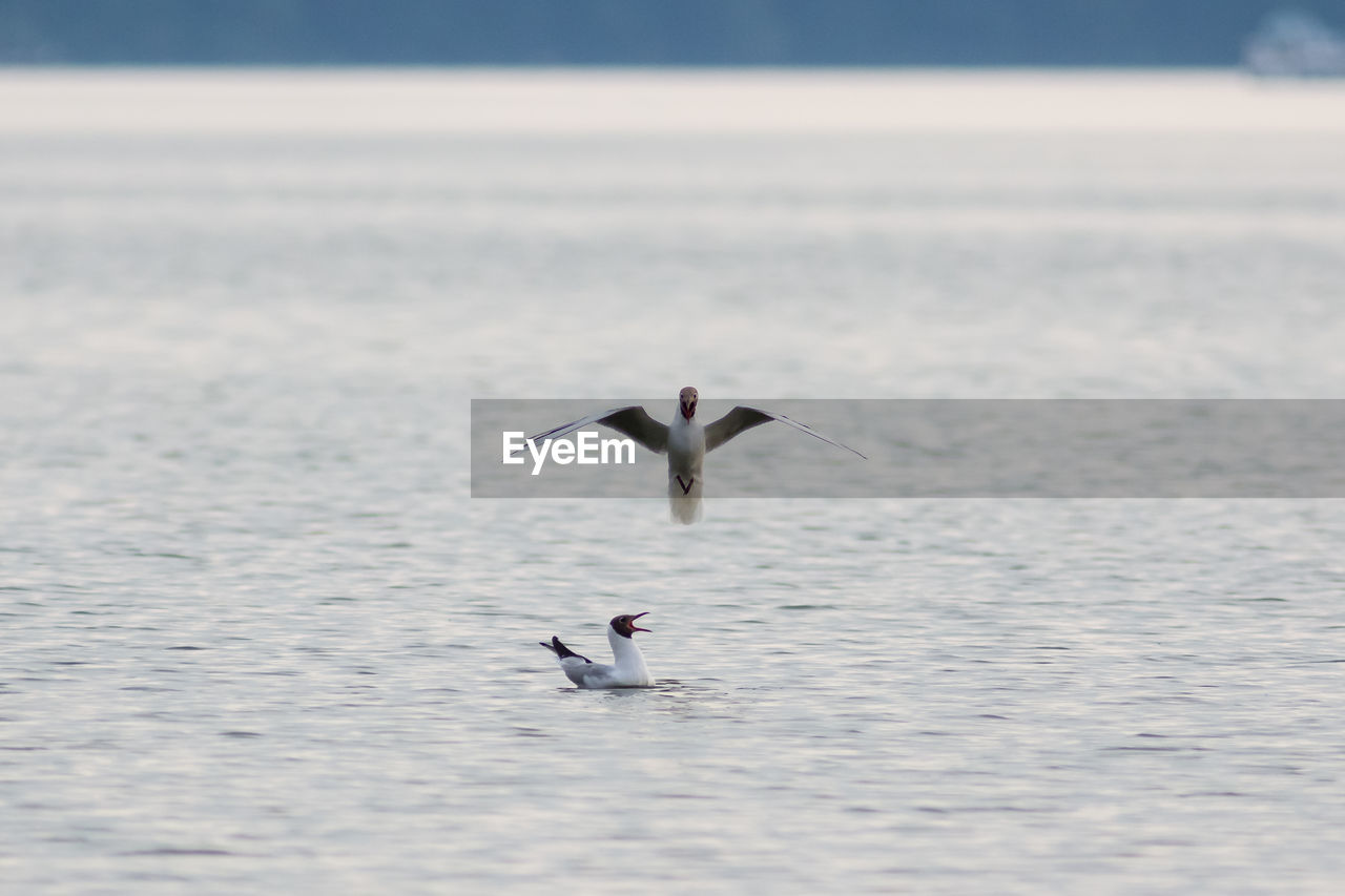 SEAGULLS FLYING IN SEA