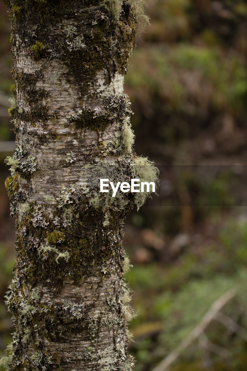 CLOSE-UP OF LICHEN ON TREE TRUNK IN FOREST