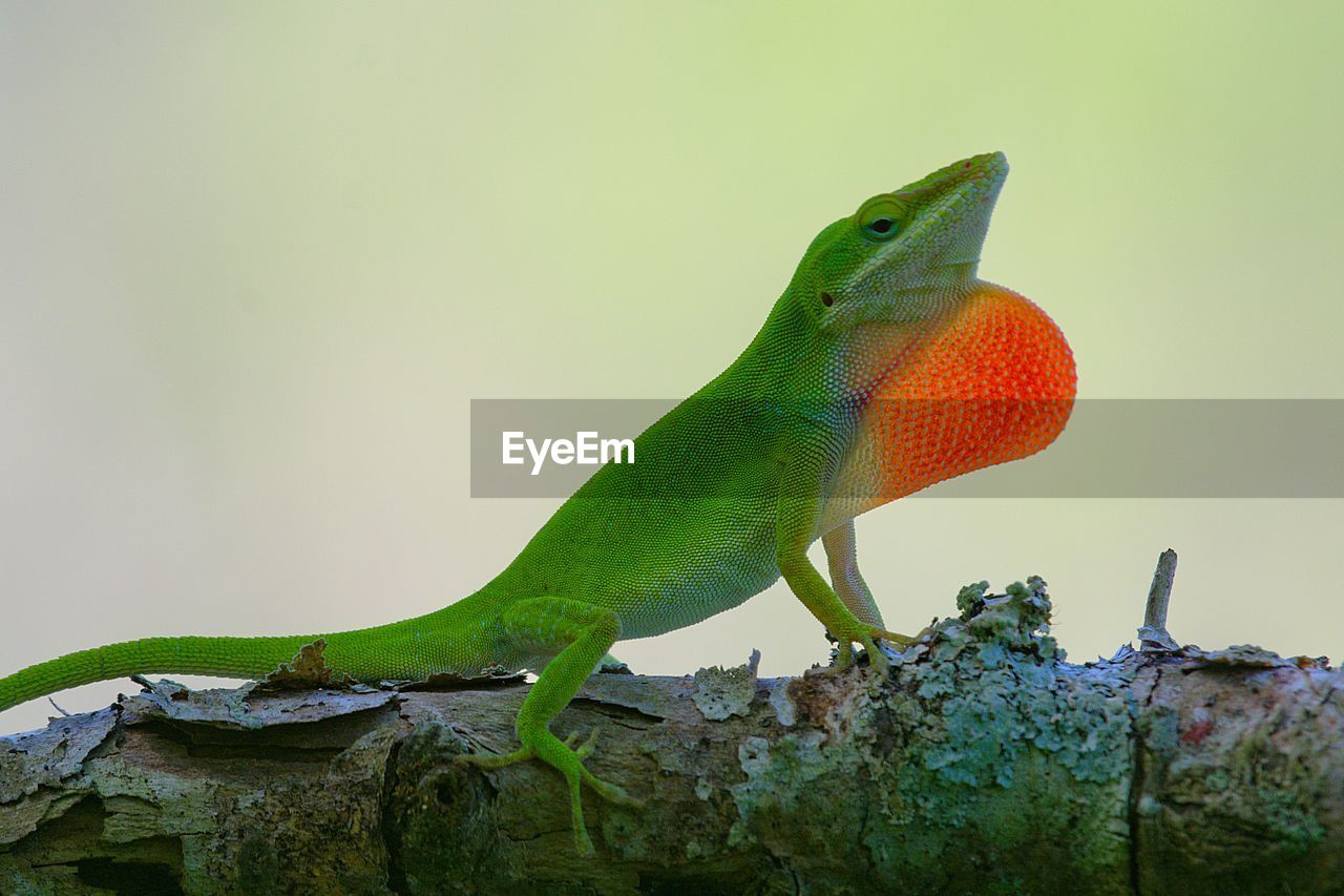 Close-up of lizard on rock against clear sky