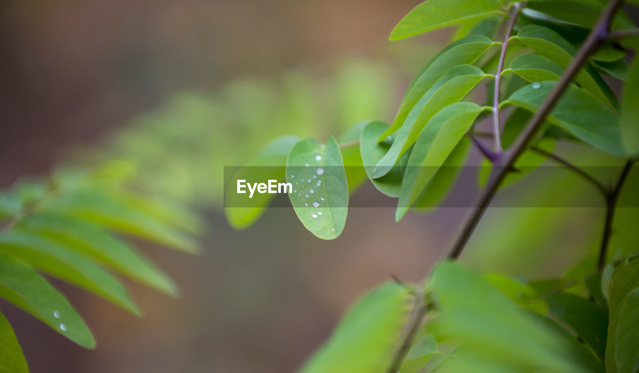 Close-up of raindrops on plant leaves