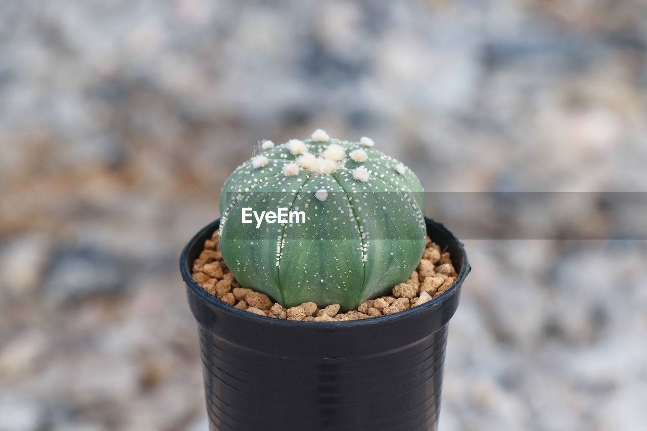 HIGH ANGLE VIEW OF SUCCULENT PLANT IN GARDEN