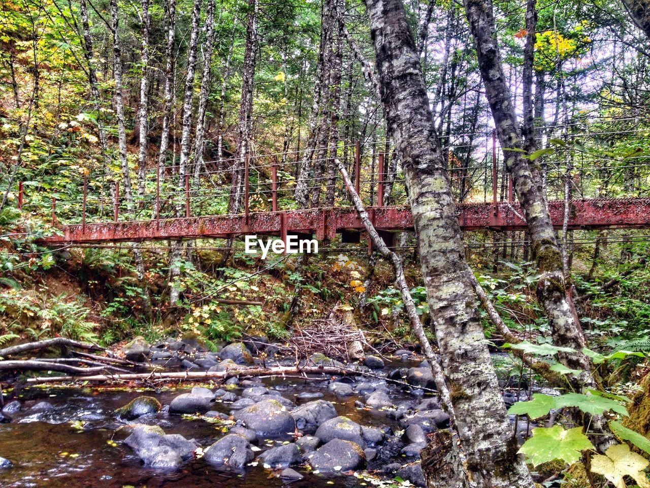 FOOTBRIDGE OVER TREES