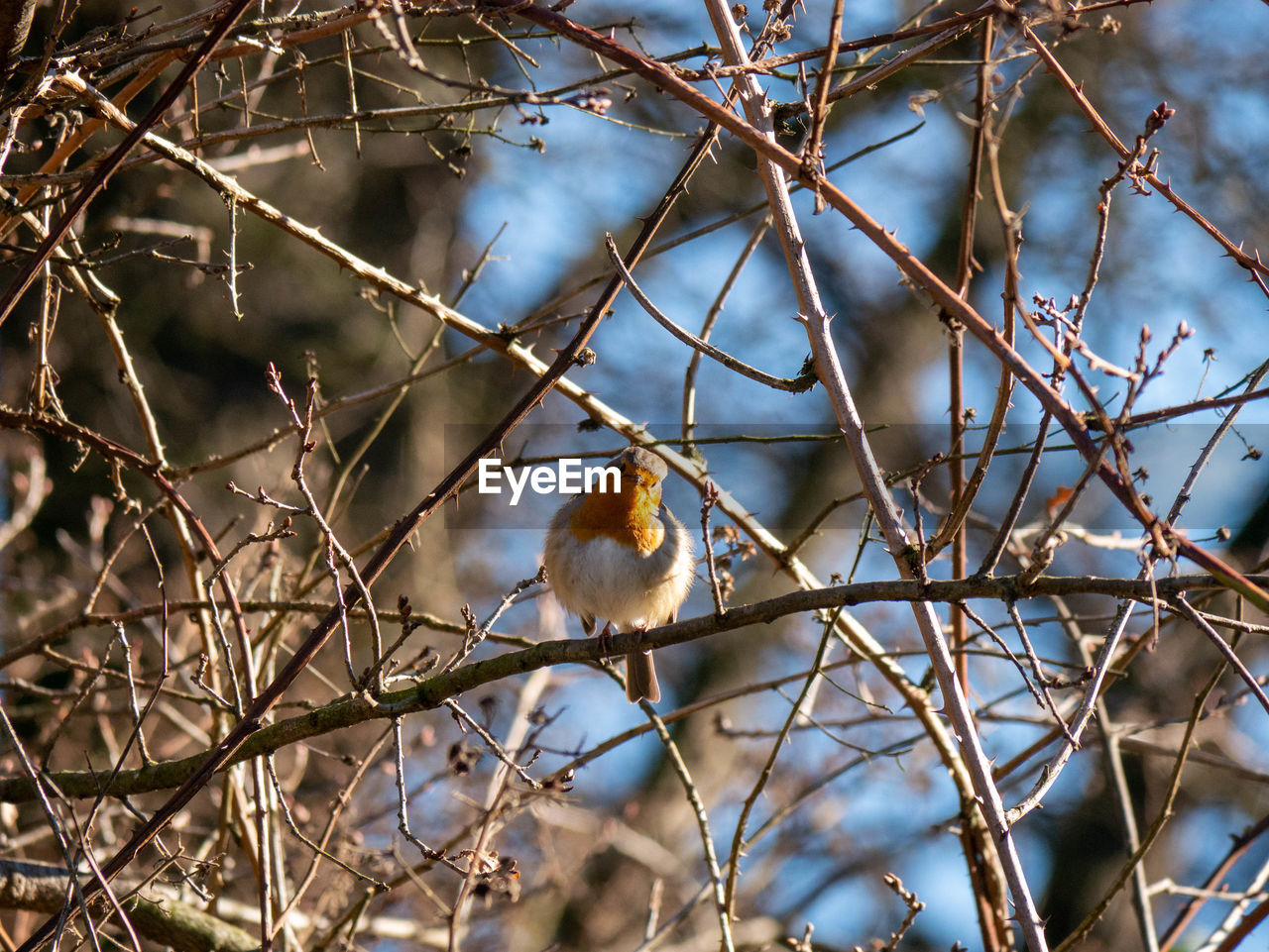 bird, animal themes, animal, animal wildlife, nature, wildlife, branch, tree, one animal, perching, winter, plant, no people, twig, spring, outdoors, leaf, day, bare tree, flower, low angle view, autumn, beauty in nature, focus on foreground