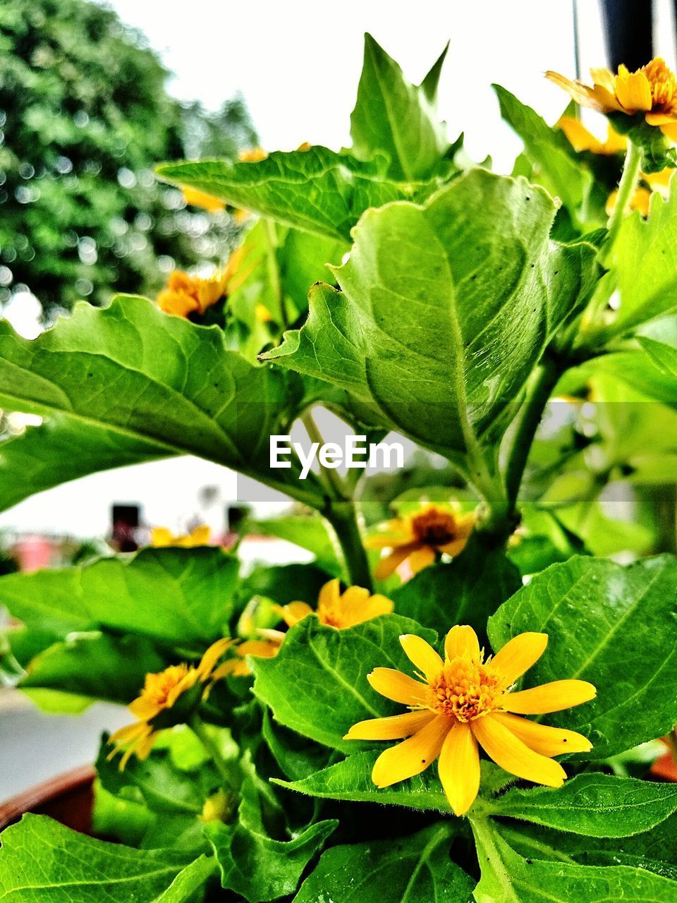 CLOSE-UP OF FLOWER PLANT