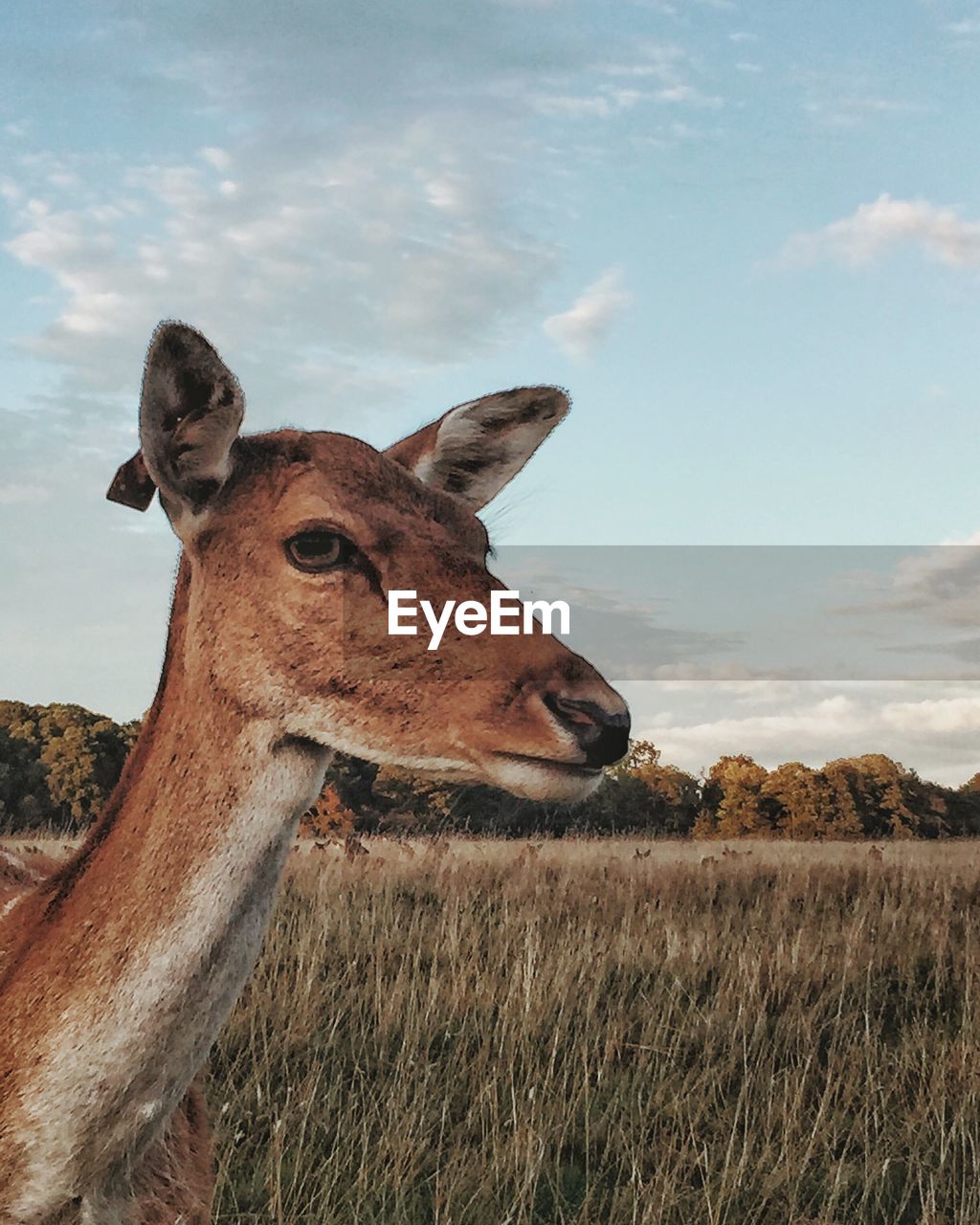 Deer on field against sky