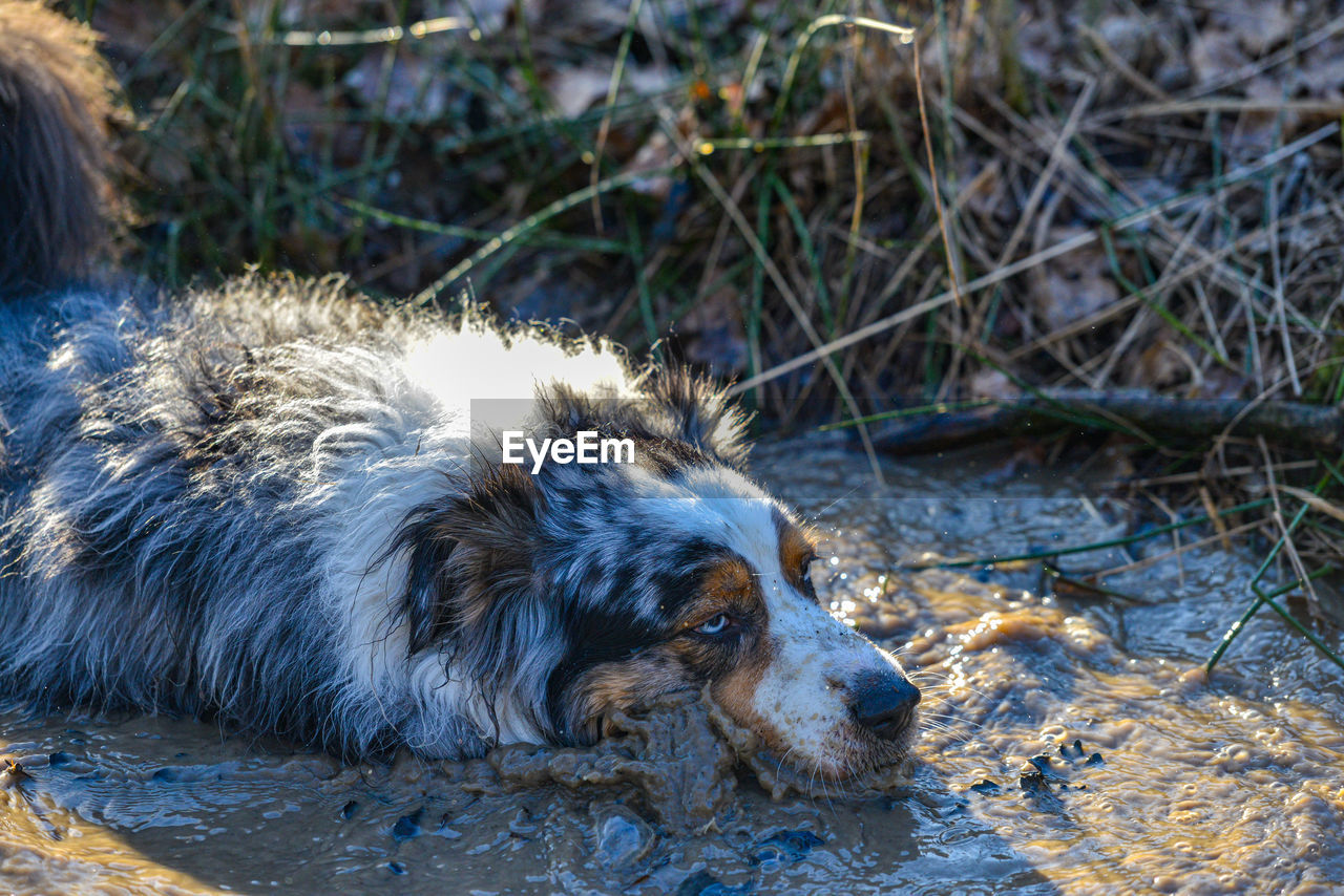 High angle view of dog in water