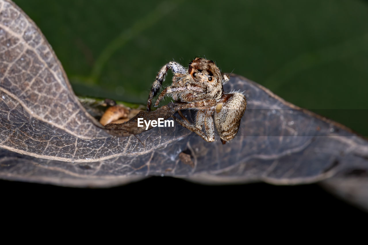 CLOSE-UP OF SPIDER IN THE ANIMAL