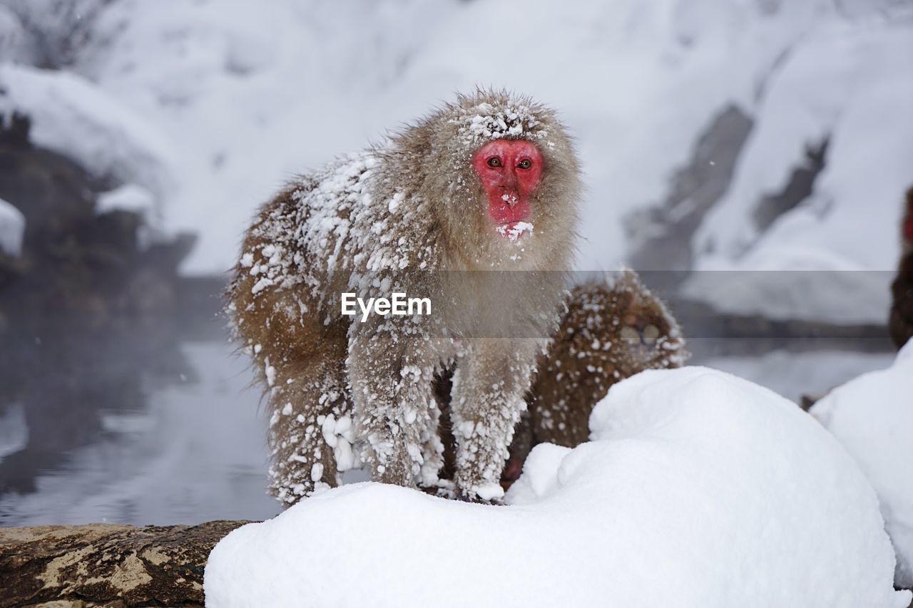 Monkey on snow covered landscape during winter