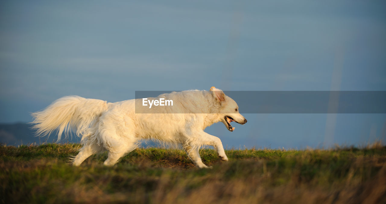 CLOSE-UP OF DOGS ON FIELD