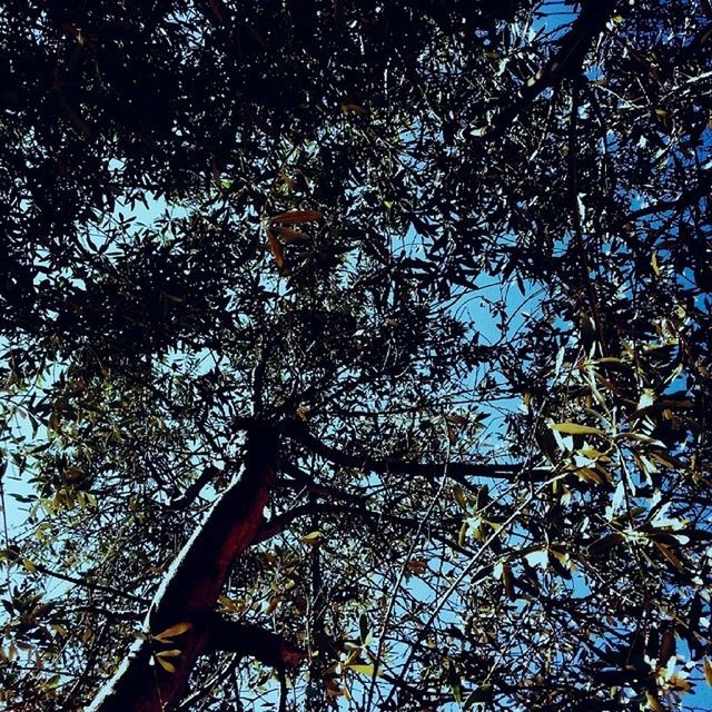 LOW ANGLE VIEW OF TREES AGAINST SKY