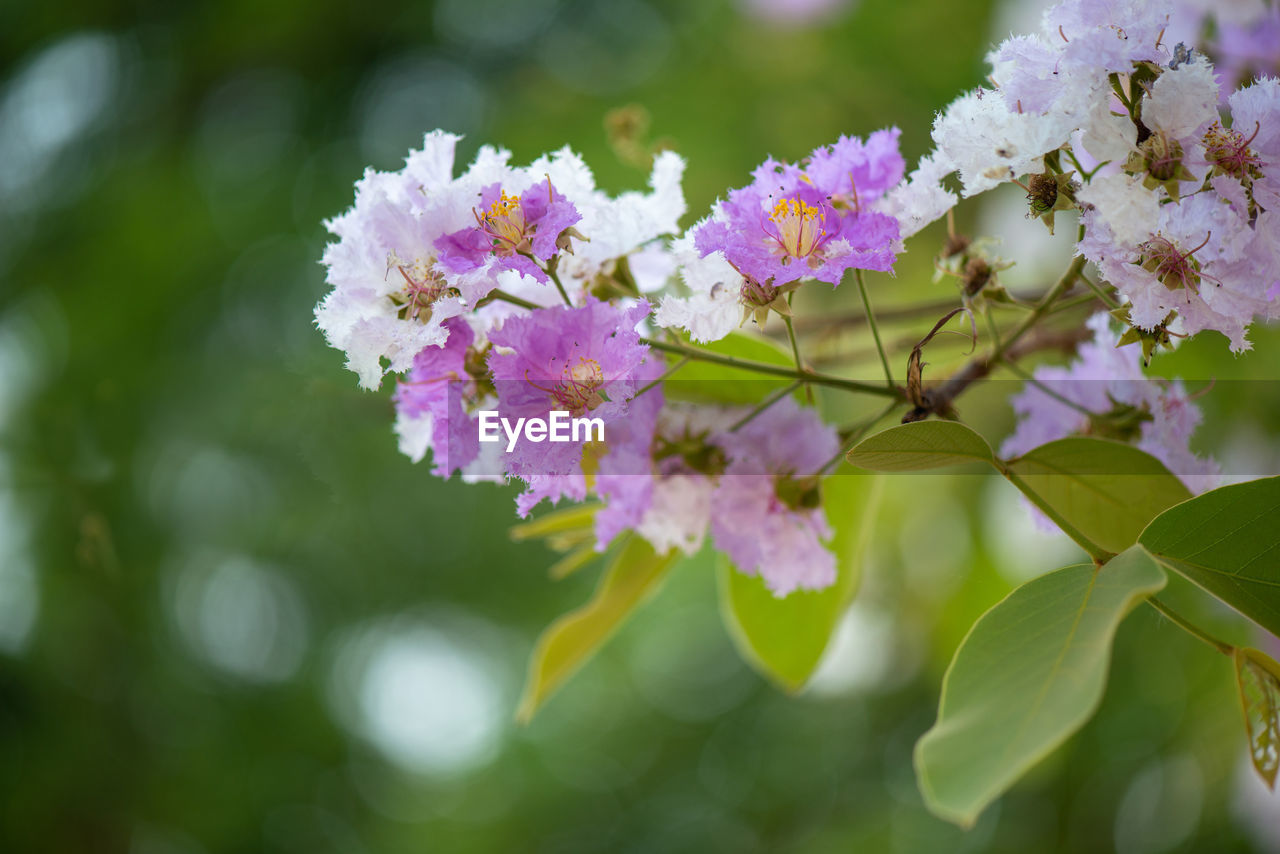 Thai bungor or lagerstroemia loudonii pink and white flowers in full bloom.