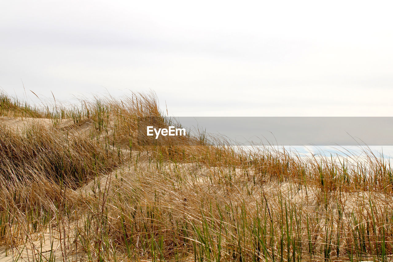 plant, grass, natural environment, land, prairie, sky, grassland, nature, landscape, field, steppe, environment, tranquility, no people, beauty in nature, growth, marsh, wetland, scenics - nature, cloud, tranquil scene, day, beach, outdoors, meadow, non-urban scene, rural scene, water, rural area, sea, overcast, cereal plant, agriculture, sand