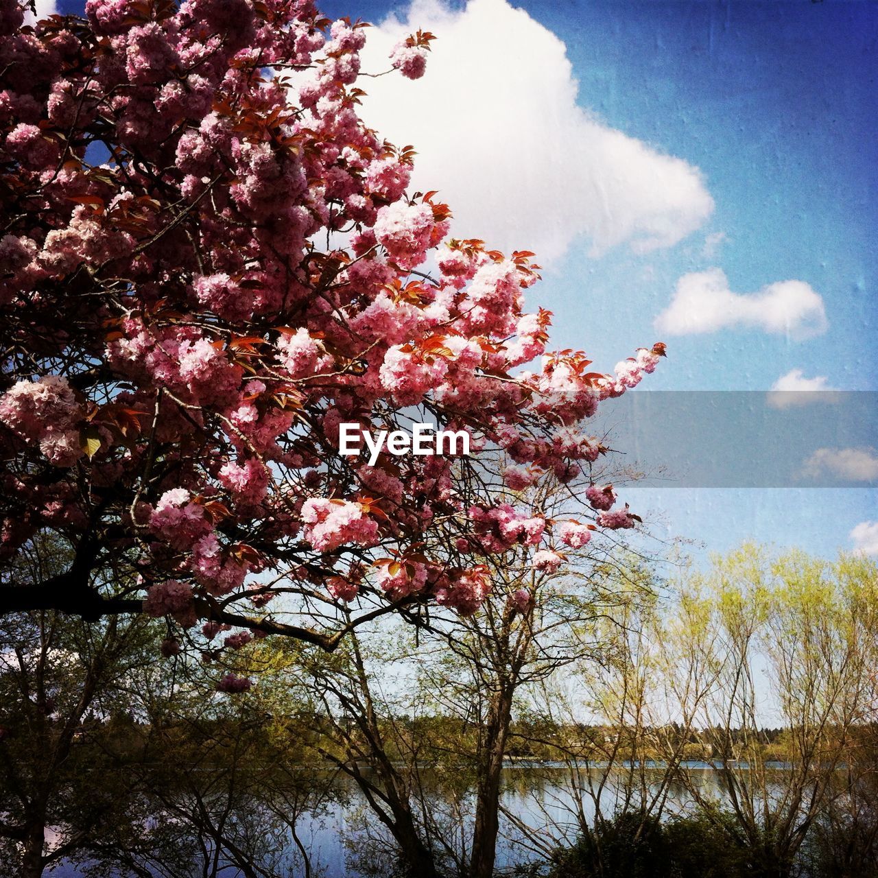 Pink cherry blossoms in spring against cloudy sky