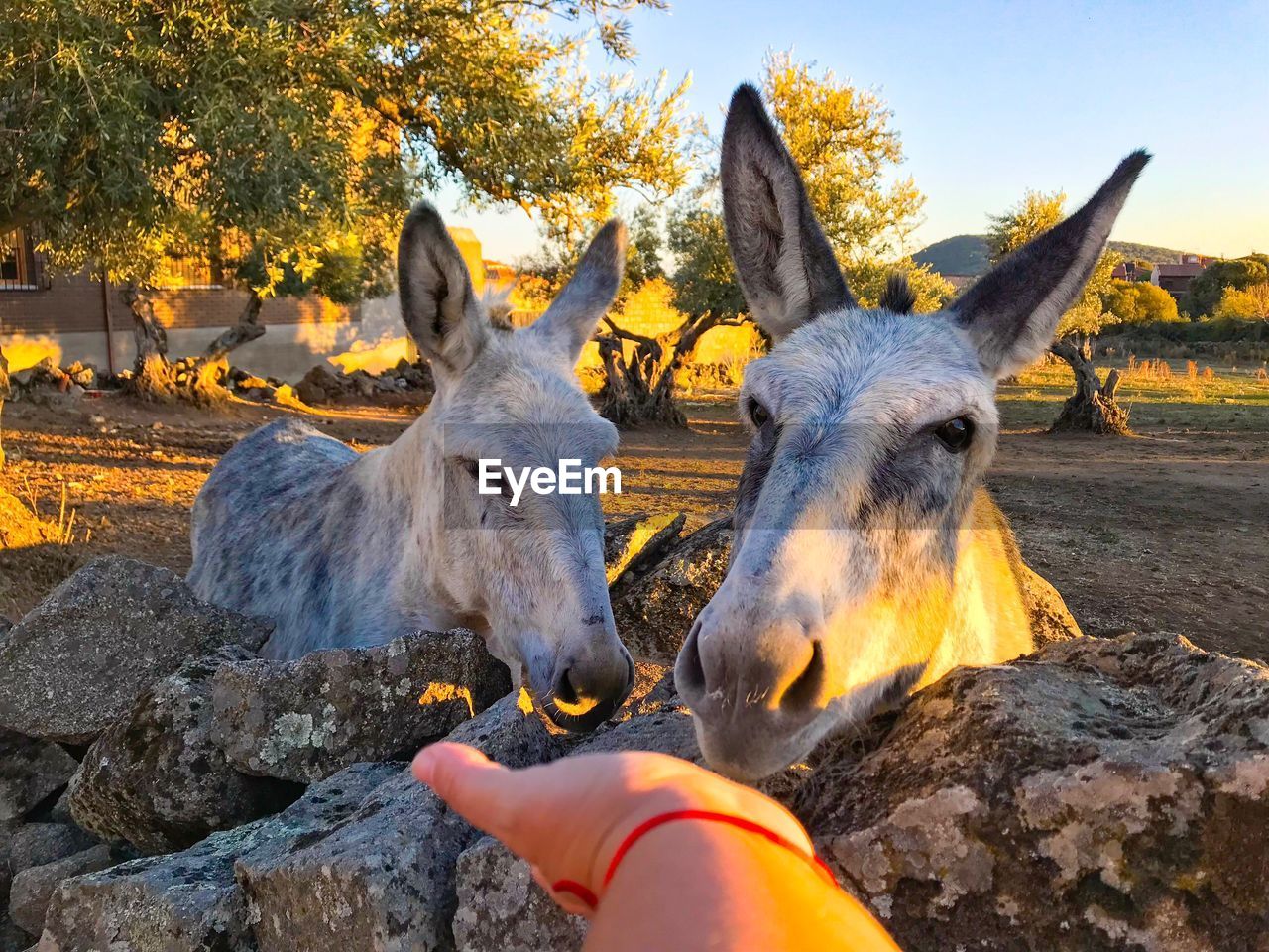 CLOSE-UP OF HAND FEEDING ON FIELD