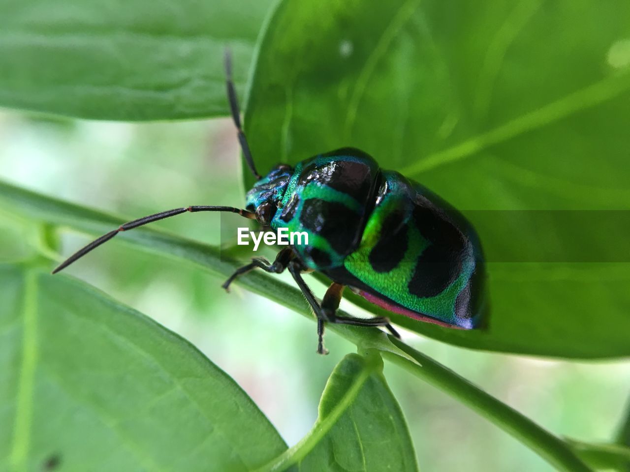 Close-up of bug on plant