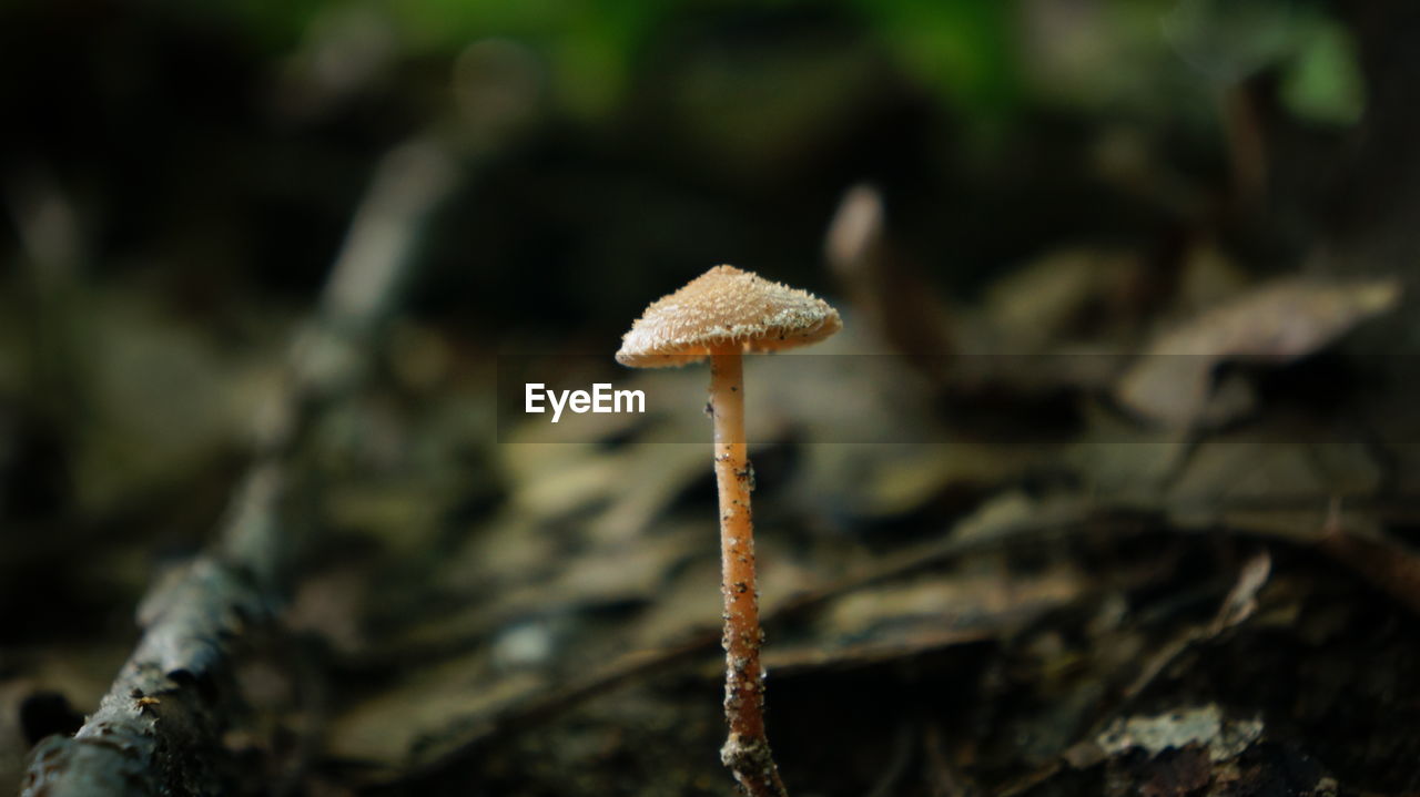 Close-up of mushrooms growing in forest