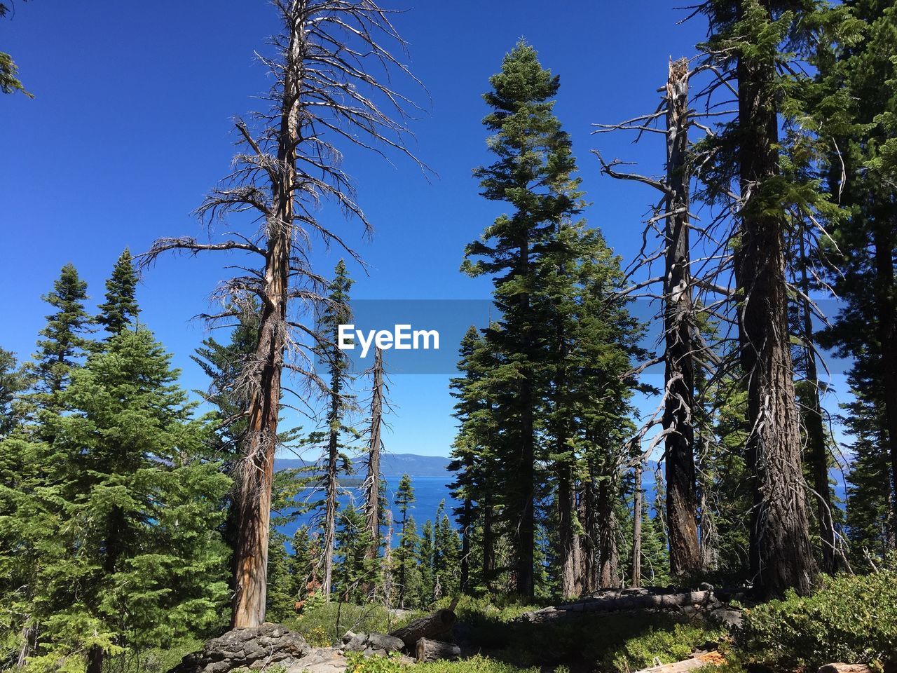 Low angle view of pine trees against sky