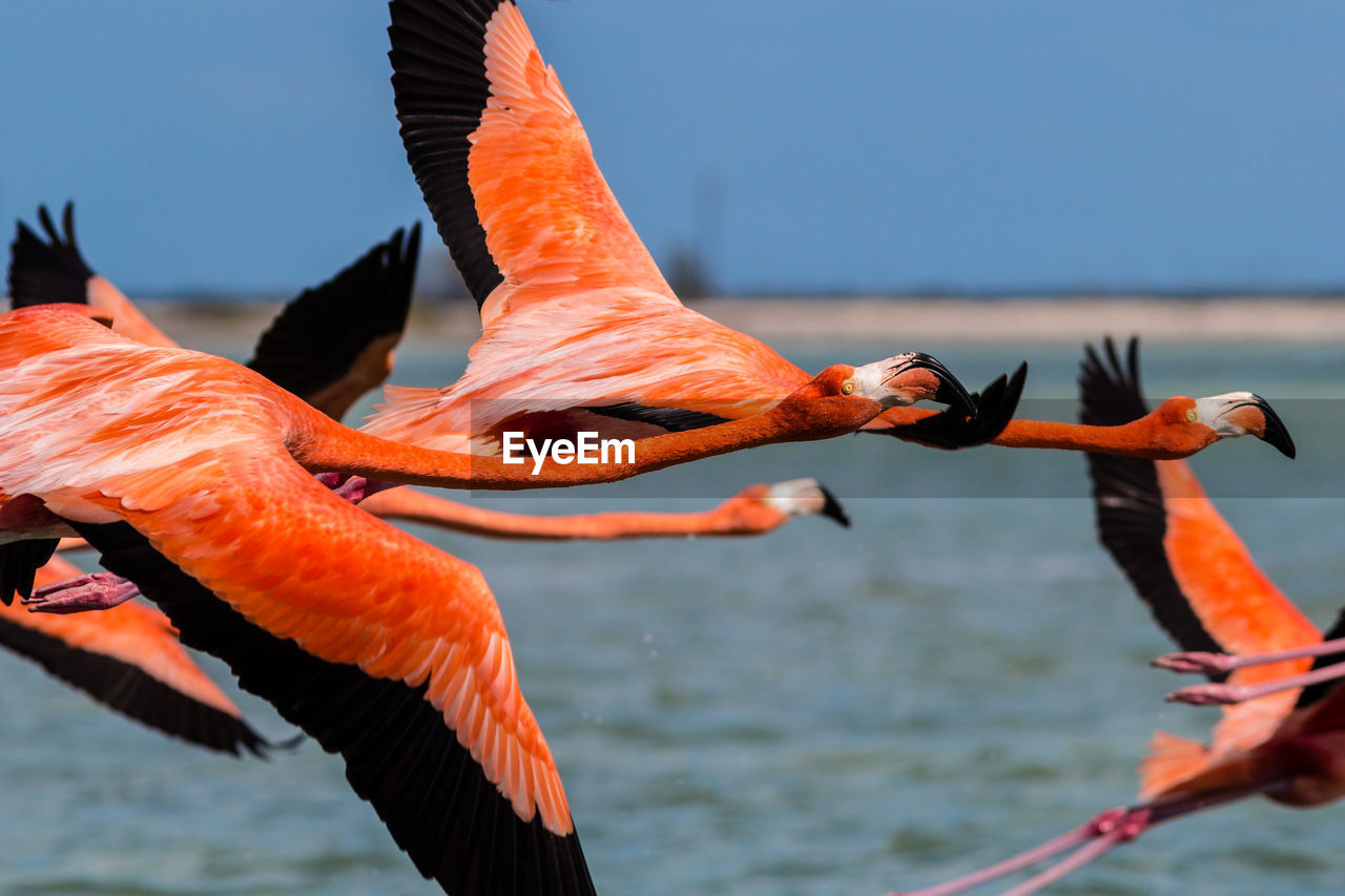 Birds flying over calm sea