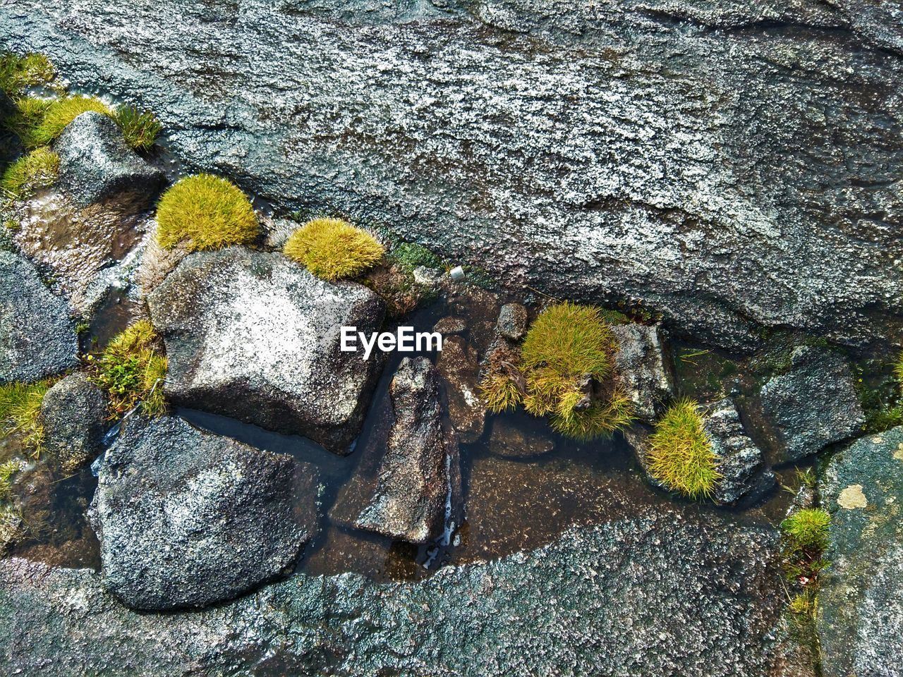 MOSS GROWING ON ROCK