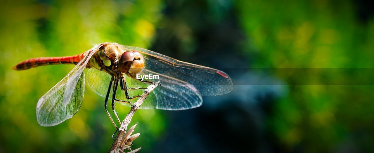 Close-up of dragonfly on twig