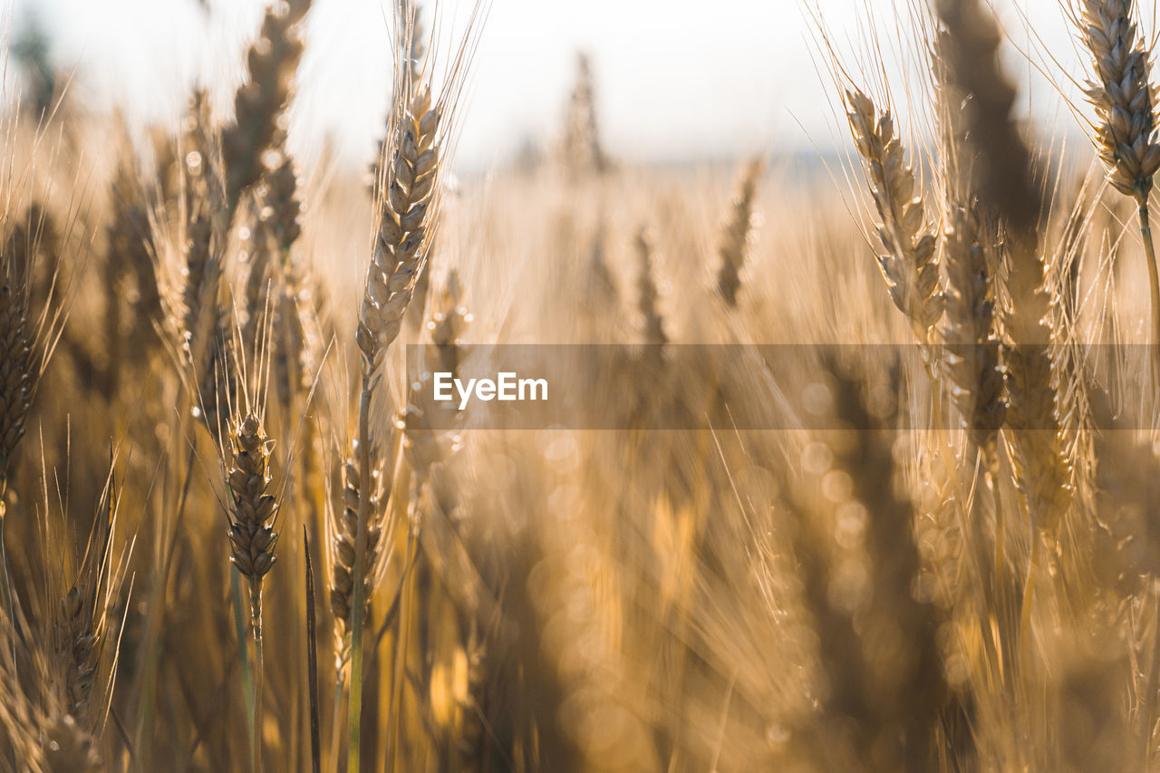 Close-up of wheat growing on field