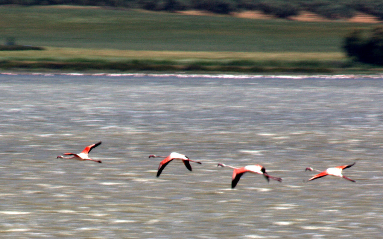 DUCKS FLYING OVER WATER