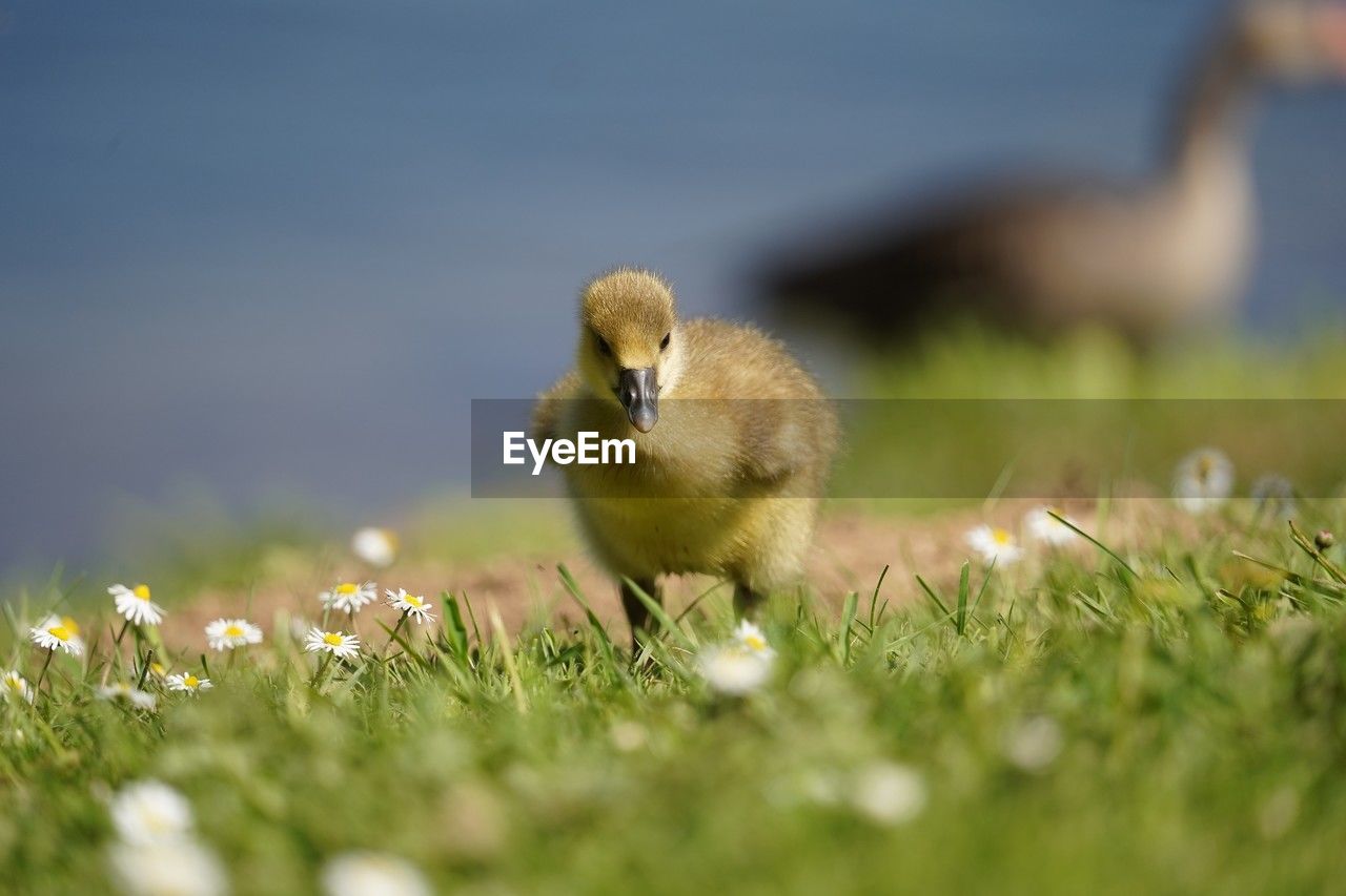 animal themes, animal, bird, nature, grass, animal wildlife, plant, wildlife, flower, duck, young animal, selective focus, ducks, geese and swans, young bird, no people, water bird, one animal, beak, flowering plant, outdoors, gosling, goose, day, meadow, plain, field