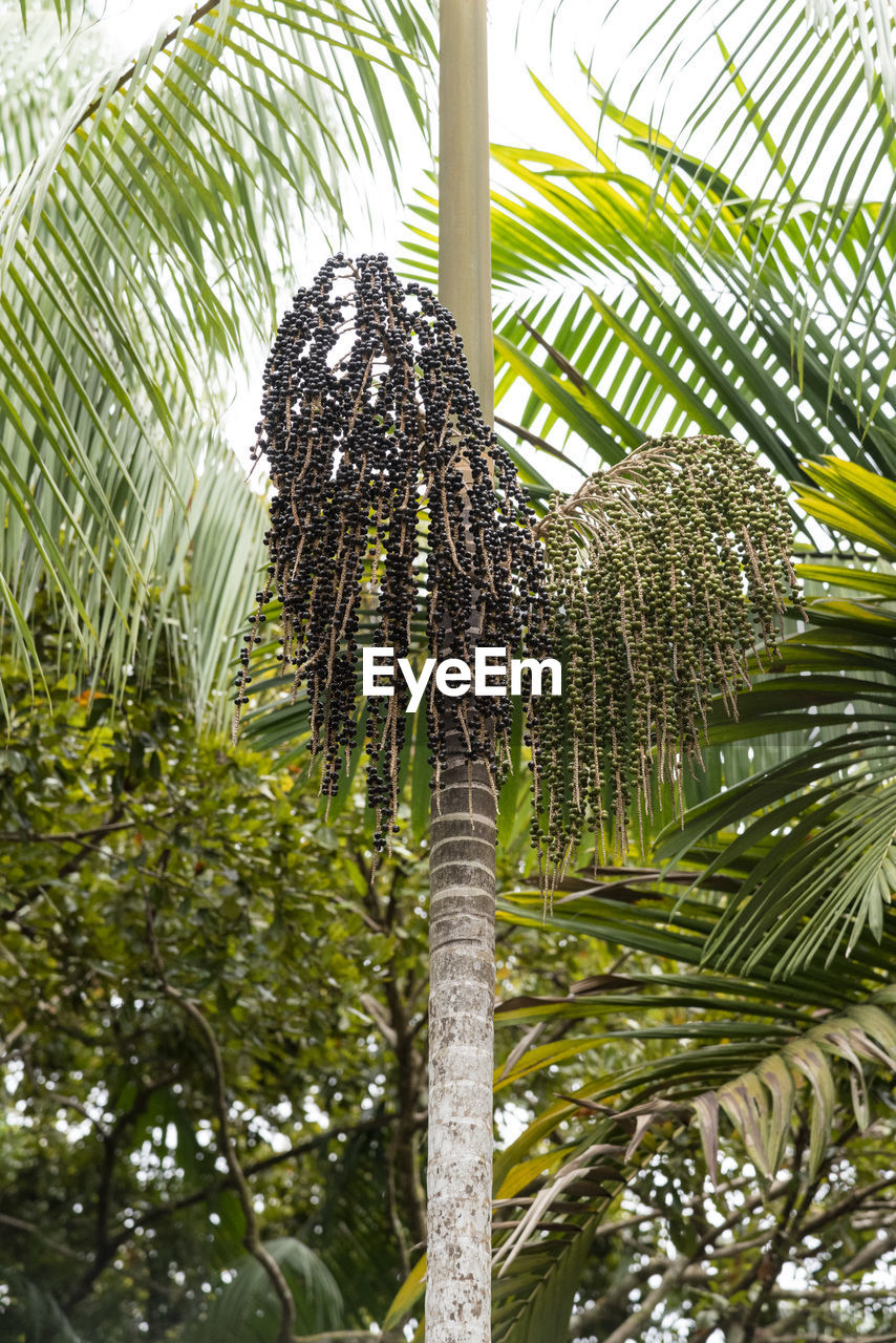 Acai palm tree with coconuts on small village in the amazon rainforest