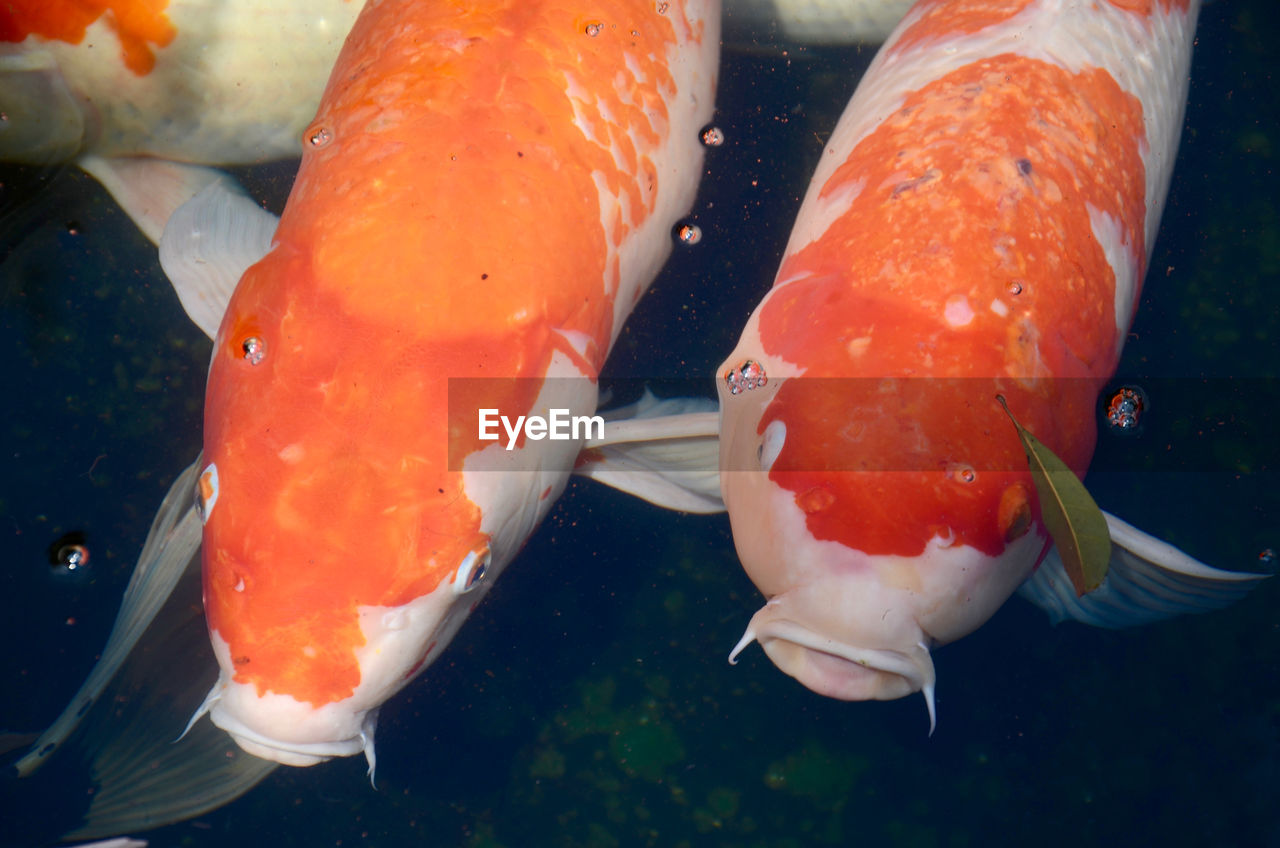 CLOSE-UP OF ORANGE FISH SWIMMING