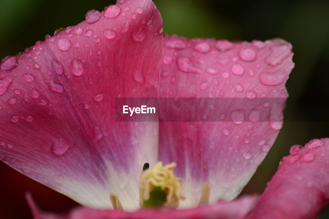 CLOSE-UP OF WATER DROPS ON PINK FLOWER