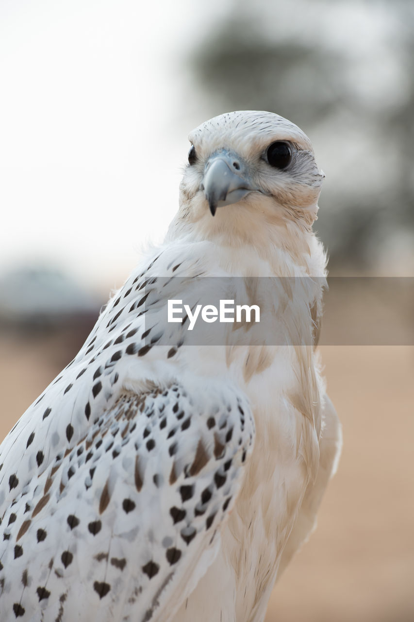 CLOSE-UP PORTRAIT OF A OWL