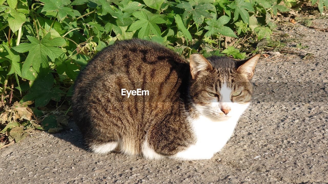 animal, animal themes, mammal, pet, cat, feline, domestic cat, one animal, domestic animals, no people, nature, relaxation, small to medium-sized cats, high angle view, wild cat, day, sunlight, felidae, plant, portrait, land, whiskers, looking at camera, field, resting, outdoors, carnivore