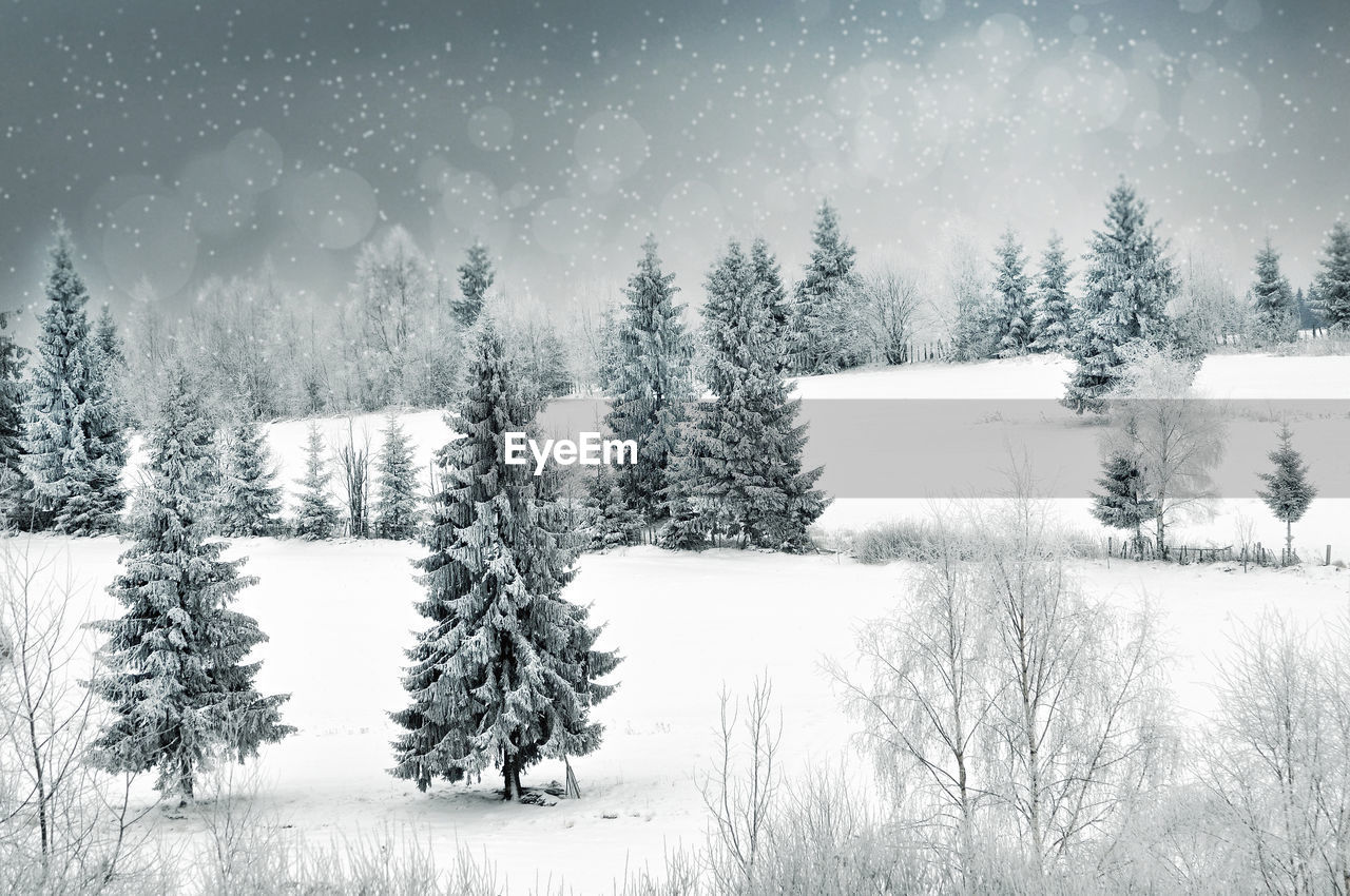 Winter landscape with snowy trees and snowflakes. christmas concept