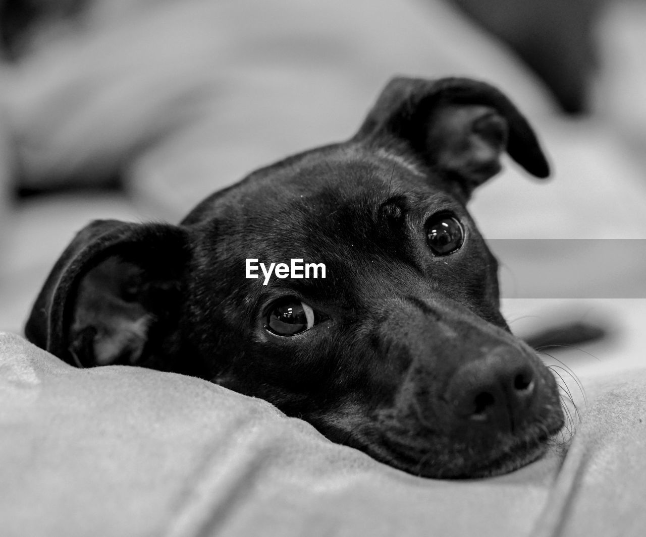 CLOSE-UP OF BLACK DOG RELAXING ON BED