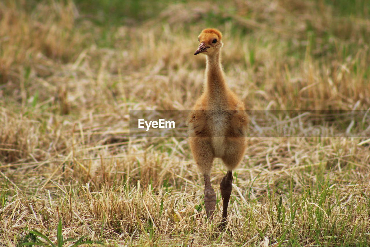 VIEW OF BIRD ON GRASS