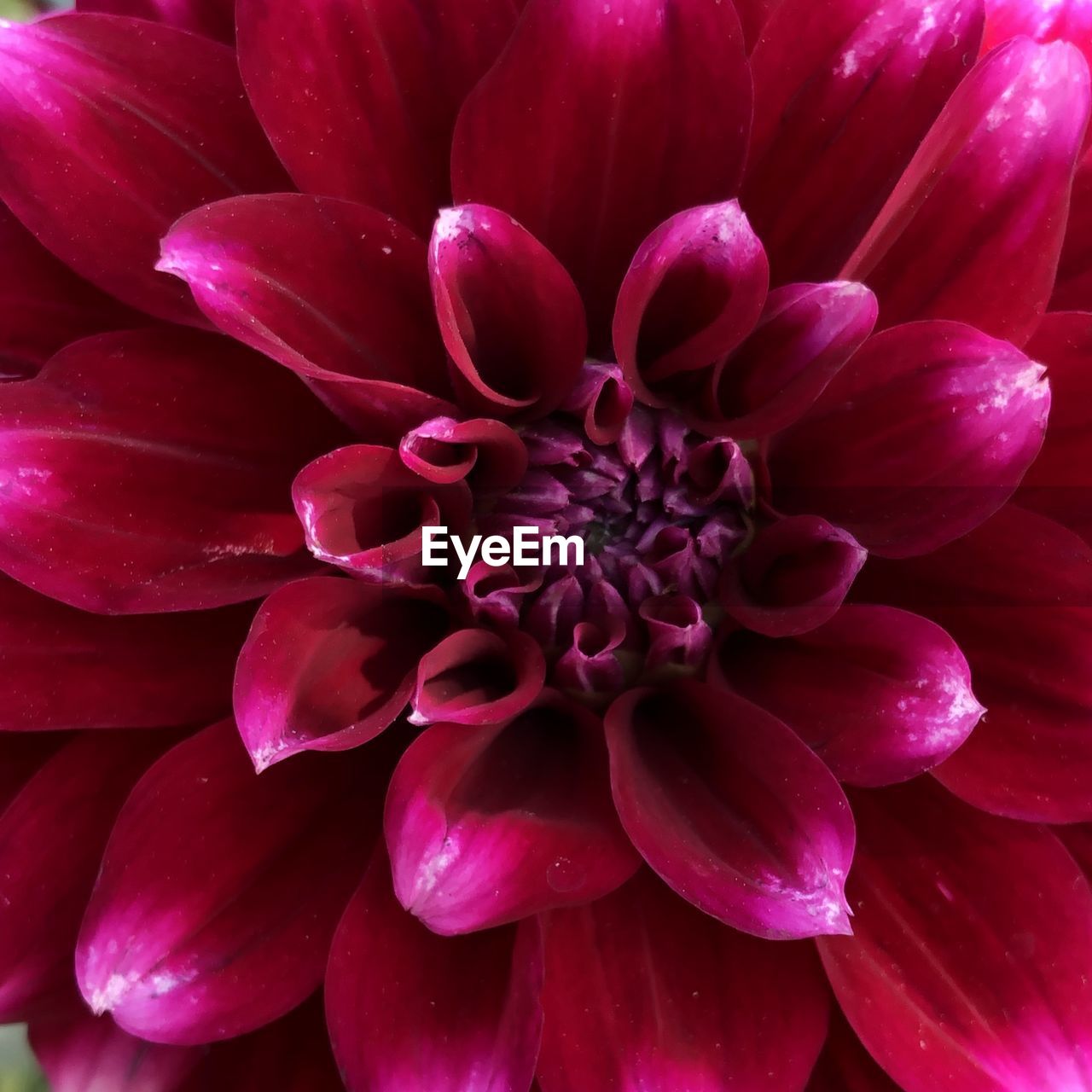 Close-up of pink dahlia