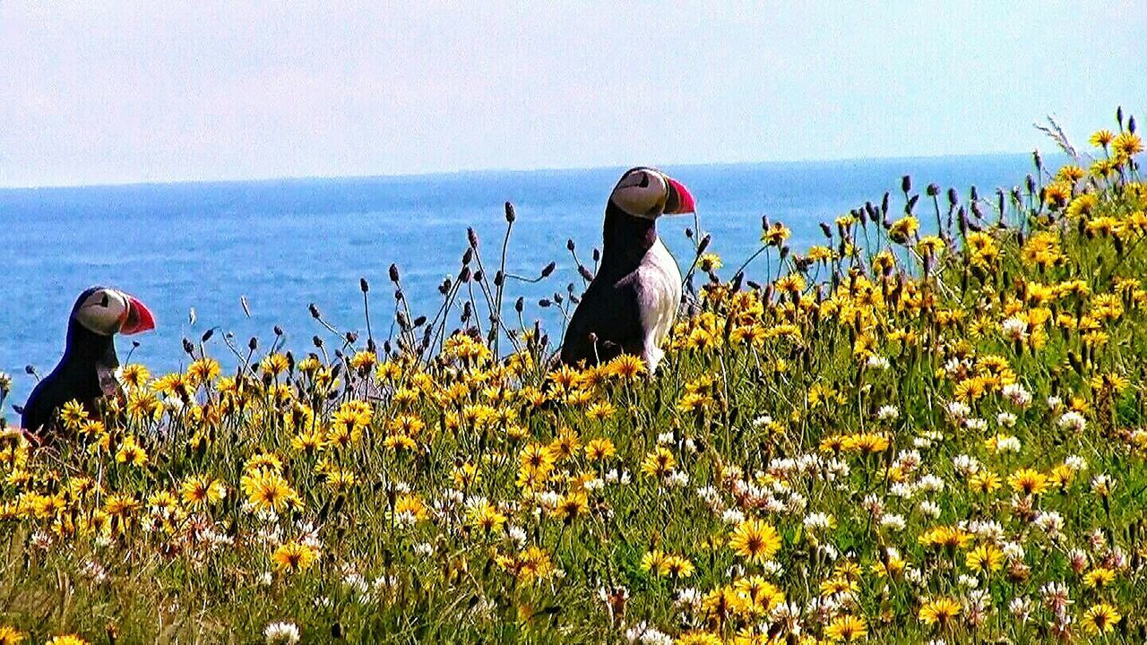 Side view of puffins on field amidst flowers by sea against sky