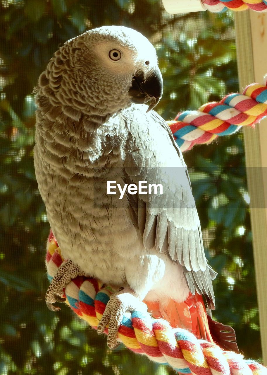 Close-up of parrot perching