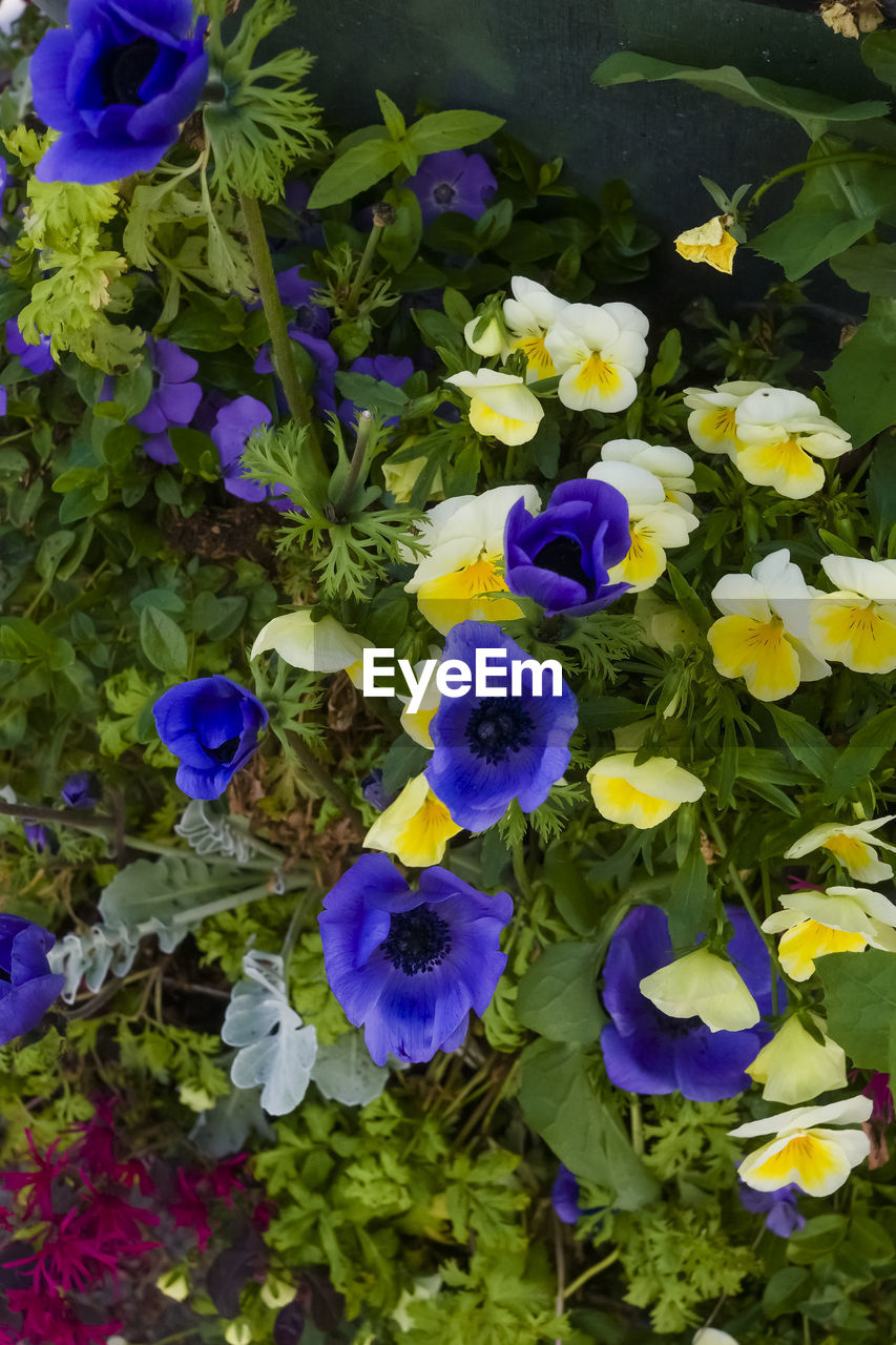flower, flowering plant, plant, freshness, beauty in nature, fragility, growth, purple, nature, petal, high angle view, pansy, plant part, flower head, leaf, close-up, inflorescence, no people, day, wildflower, outdoors, green, springtime, botany, blue, multi colored