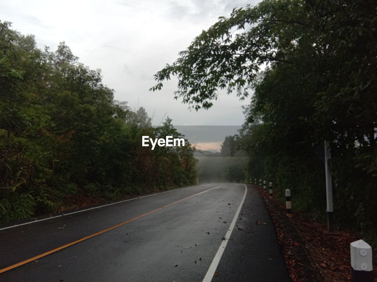 EMPTY ROAD ALONG TREES AND RAIN