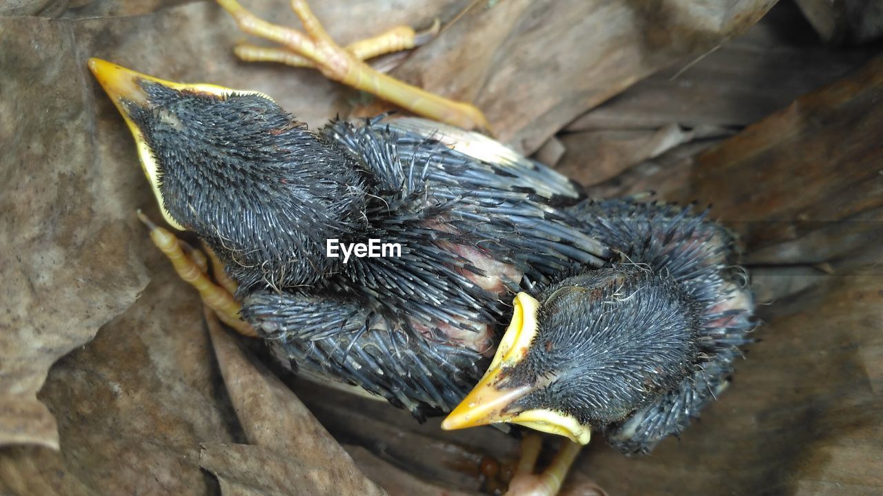 High angle view of a baby bird