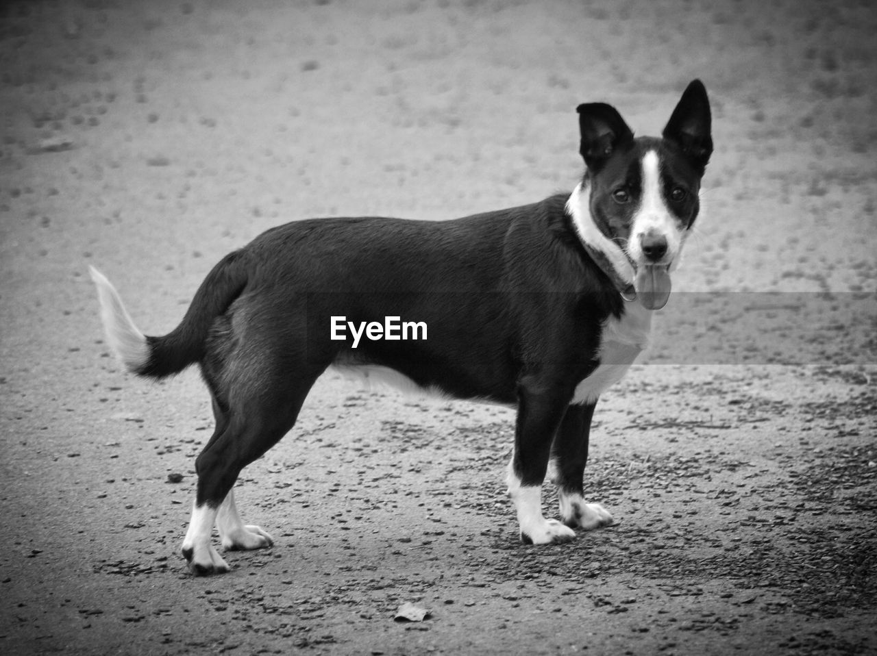 PORTRAIT OF DOG STANDING ON GROUND