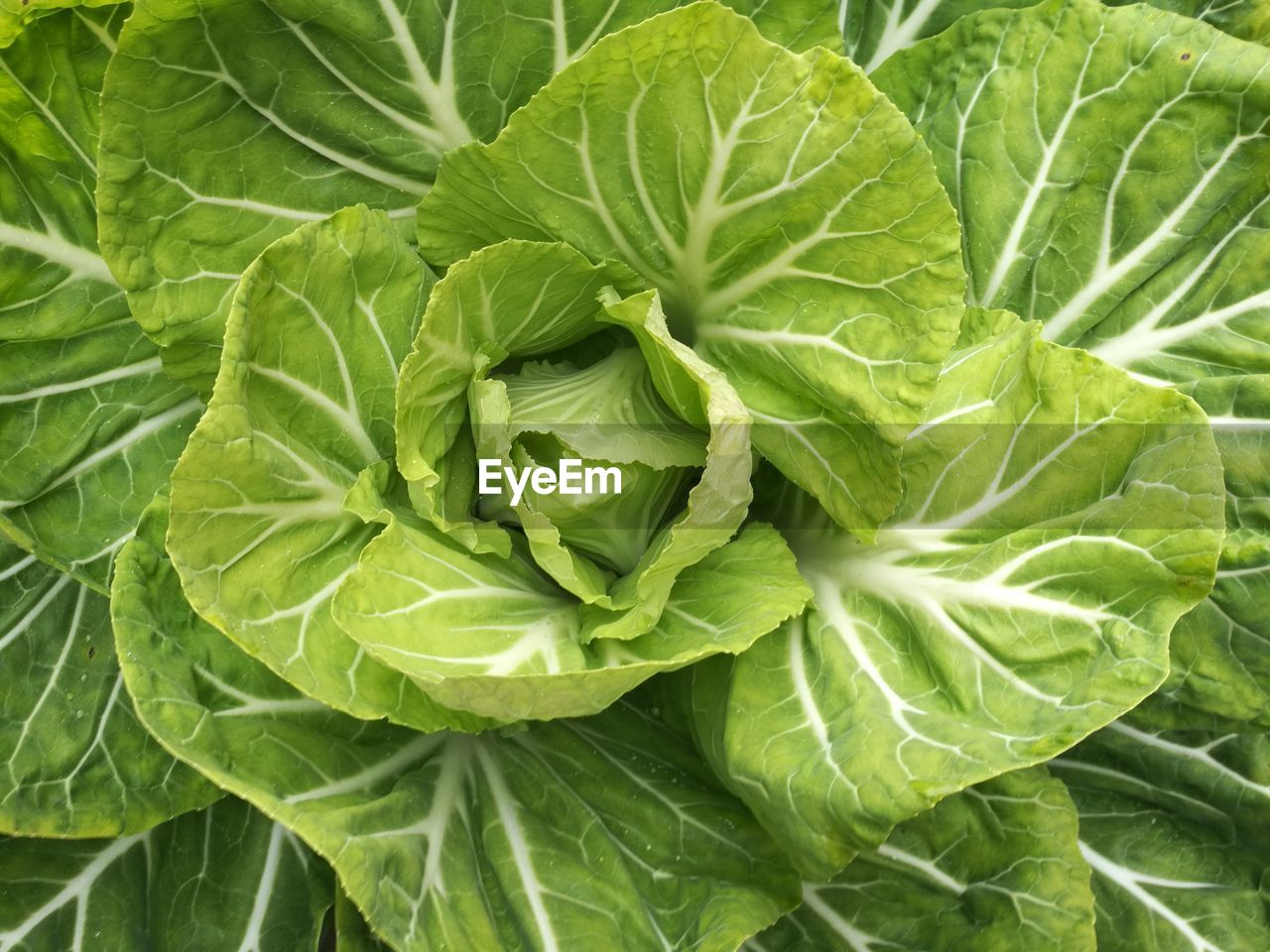 Full frame shot of green cabbage leaves