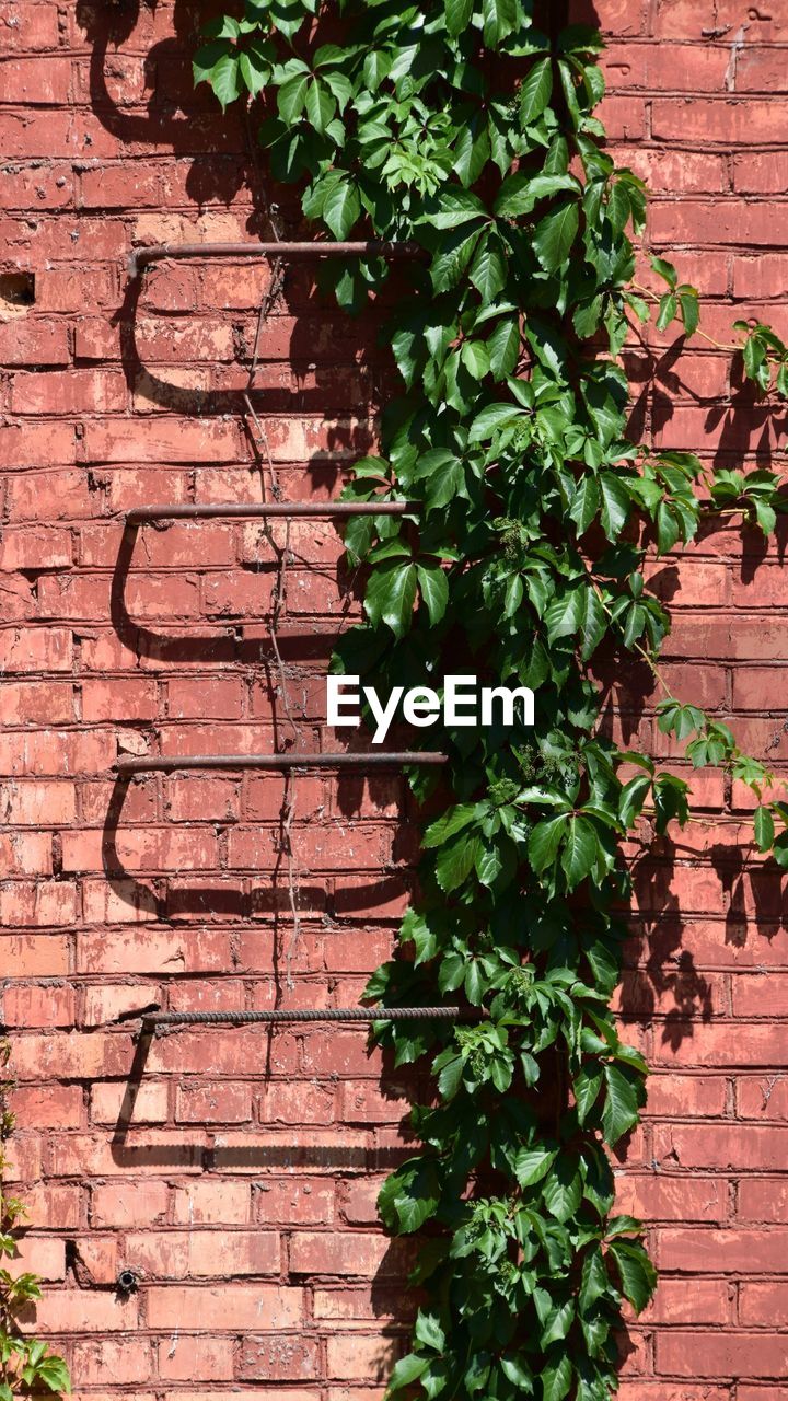 Close-up of ivy growing on brick wall