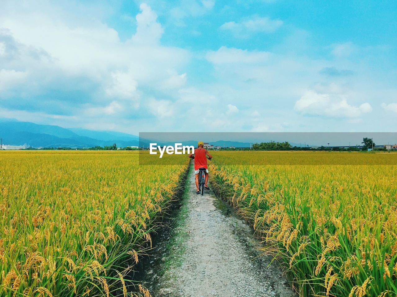 Man cycling on dirt road amidst crops growing at farm against sky